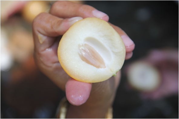 MakananHutan1 MakananHutan1