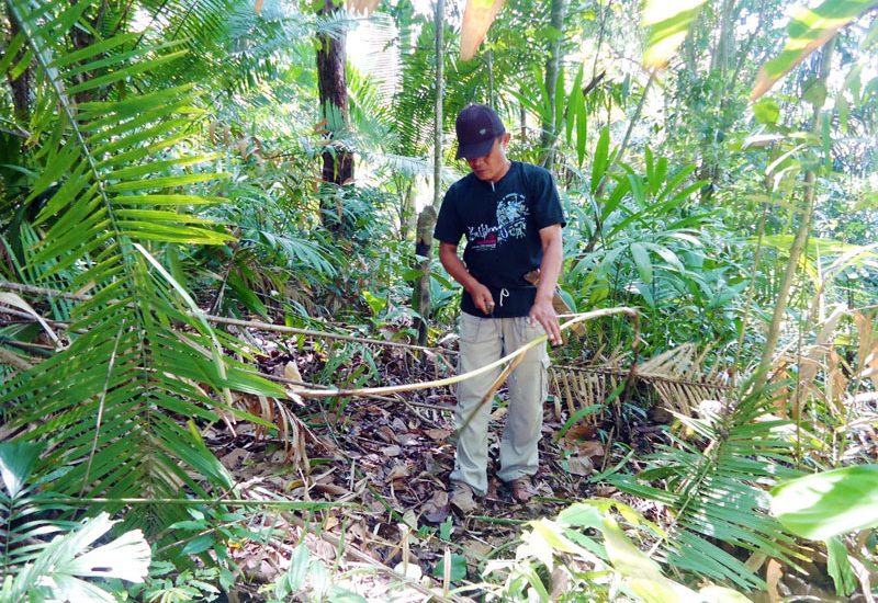 Rotan lestari