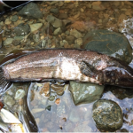 Ikan6