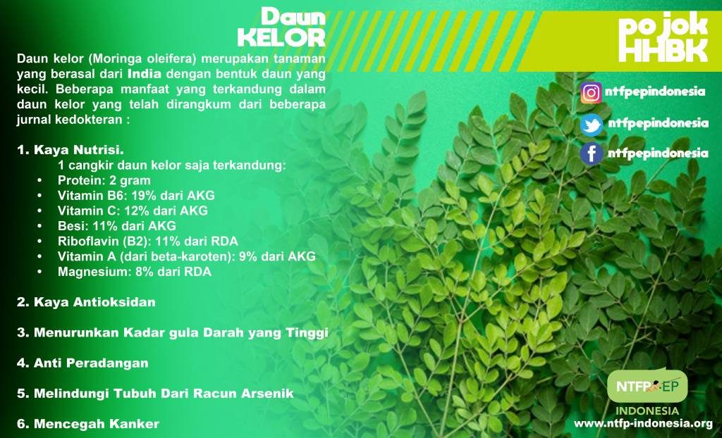 kelor-leaf1-2-1024x622