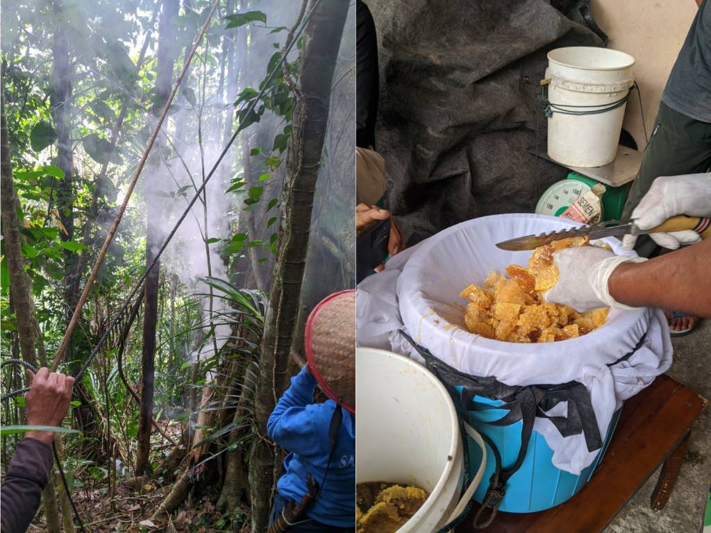 Proses pemanenan dan penyaringan madu hutan Foto oleh: NTFP-EP Indonesia (2025) 